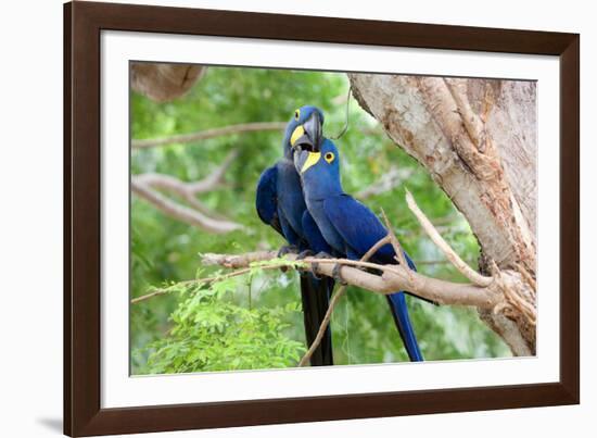 Hyacinth Macaw Love-Howard Ruby-Framed Photographic Print