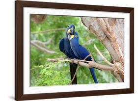 Hyacinth Macaw Love-Howard Ruby-Framed Photographic Print