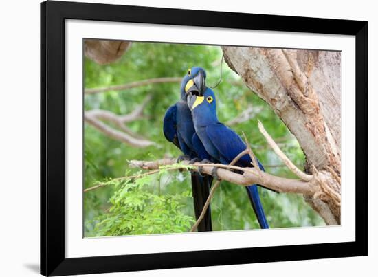 Hyacinth Macaw Love-Howard Ruby-Framed Photographic Print