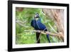 Hyacinth Macaw Love-Howard Ruby-Framed Photographic Print