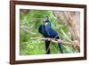 Hyacinth Macaw Love-Howard Ruby-Framed Photographic Print