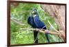 Hyacinth Macaw Love-Howard Ruby-Framed Photographic Print