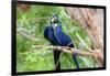 Hyacinth Macaw Love-Howard Ruby-Framed Photographic Print