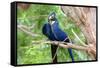 Hyacinth Macaw Love-Howard Ruby-Framed Stretched Canvas