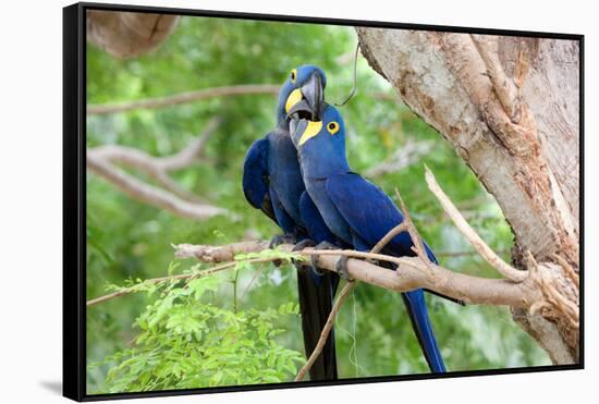 Hyacinth Macaw Love-Howard Ruby-Framed Stretched Canvas