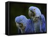 Hyacinth Macaw Pair, from South America, Endangered-Eric Baccega-Framed Stretched Canvas