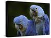 Hyacinth Macaw Pair, from South America, Endangered-Eric Baccega-Stretched Canvas