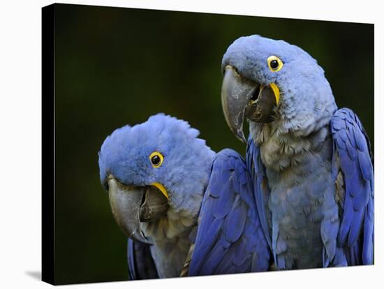 Hyacinth Macaw Pair, from South America, Endangered-Eric Baccega-Stretched Canvas