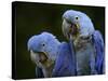 Hyacinth Macaw Pair, from South America, Endangered-Eric Baccega-Stretched Canvas