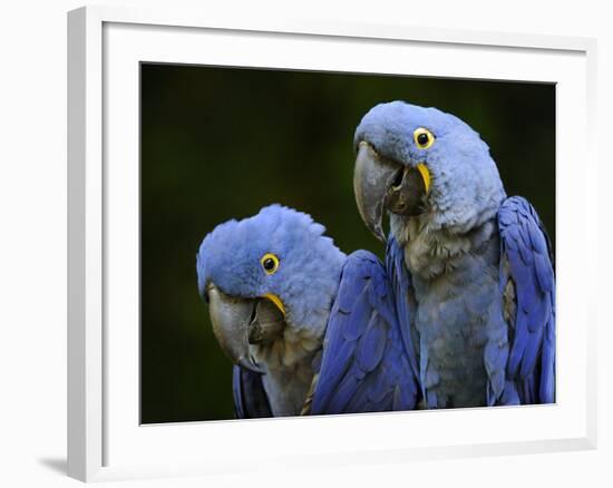 Hyacinth Macaw Pair, from South America, Endangered-Eric Baccega-Framed Photographic Print