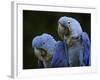 Hyacinth Macaw Pair, from South America, Endangered-Eric Baccega-Framed Photographic Print