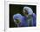 Hyacinth Macaw Pair, from South America, Endangered-Eric Baccega-Framed Photographic Print