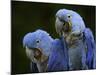Hyacinth Macaw Pair, from South America, Endangered-Eric Baccega-Mounted Photographic Print