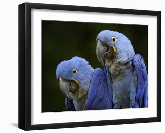 Hyacinth Macaw Pair, from South America, Endangered-Eric Baccega-Framed Photographic Print