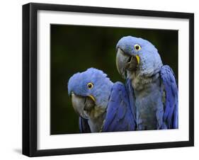 Hyacinth Macaw Pair, from South America, Endangered-Eric Baccega-Framed Photographic Print