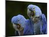 Hyacinth Macaw Pair, from South America, Endangered-Eric Baccega-Mounted Photographic Print