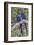 Hyacinth Macaw pair-Ken Archer-Framed Photographic Print