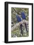 Hyacinth Macaw pair-Ken Archer-Framed Photographic Print