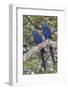 Hyacinth Macaw pair-Ken Archer-Framed Photographic Print
