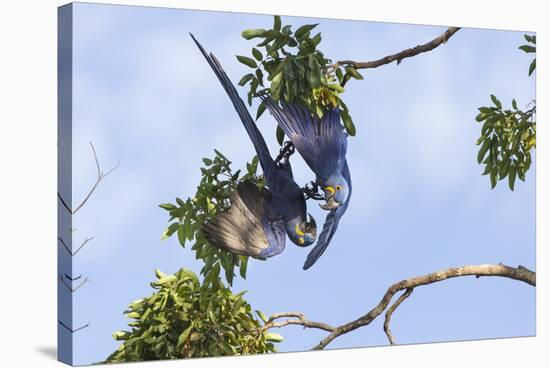 Hyacinth Macaw two playing upside down, Pantanal, Brazil-Suzi Eszterhas-Stretched Canvas