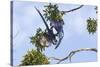 Hyacinth Macaw two playing upside down, Pantanal, Brazil-Suzi Eszterhas-Stretched Canvas