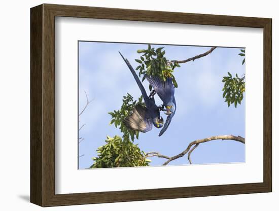 Hyacinth Macaw two playing upside down, Pantanal, Brazil-Suzi Eszterhas-Framed Photographic Print