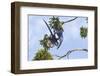 Hyacinth Macaw two playing upside down, Pantanal, Brazil-Suzi Eszterhas-Framed Photographic Print