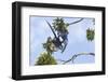 Hyacinth Macaw two playing upside down, Pantanal, Brazil-Suzi Eszterhas-Framed Photographic Print