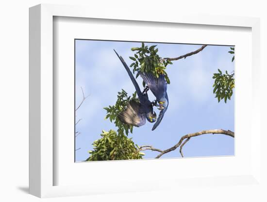 Hyacinth Macaw two playing upside down, Pantanal, Brazil-Suzi Eszterhas-Framed Photographic Print