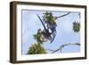 Hyacinth Macaw two playing upside down, Pantanal, Brazil-Suzi Eszterhas-Framed Photographic Print