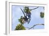 Hyacinth Macaw two playing upside down, Pantanal, Brazil-Suzi Eszterhas-Framed Photographic Print