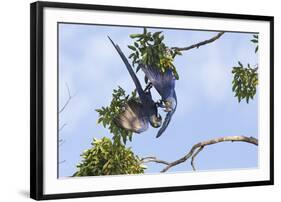 Hyacinth Macaw two playing upside down, Pantanal, Brazil-Suzi Eszterhas-Framed Photographic Print