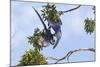 Hyacinth Macaw two playing upside down, Pantanal, Brazil-Suzi Eszterhas-Mounted Photographic Print