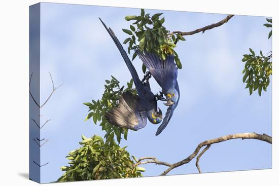 Hyacinth Macaw two playing upside down, Pantanal, Brazil-Suzi Eszterhas-Stretched Canvas