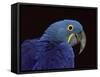 Hyacinth Macaw-Lynn M. Stone-Framed Stretched Canvas