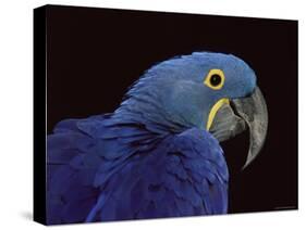 Hyacinth Macaw-Lynn M. Stone-Stretched Canvas