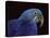 Hyacinth Macaw-Lynn M. Stone-Stretched Canvas