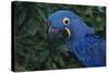 Hyacinth Macaw-DLILLC-Stretched Canvas