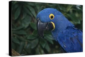 Hyacinth Macaw-DLILLC-Stretched Canvas