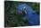 Hyacinth Macaw-DLILLC-Stretched Canvas