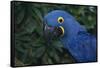 Hyacinth Macaw-DLILLC-Framed Stretched Canvas