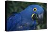 Hyacinth Macaw-DLILLC-Stretched Canvas
