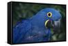 Hyacinth Macaw-DLILLC-Framed Stretched Canvas