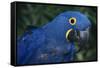 Hyacinth Macaw-DLILLC-Framed Stretched Canvas