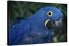 Hyacinth Macaw-DLILLC-Stretched Canvas