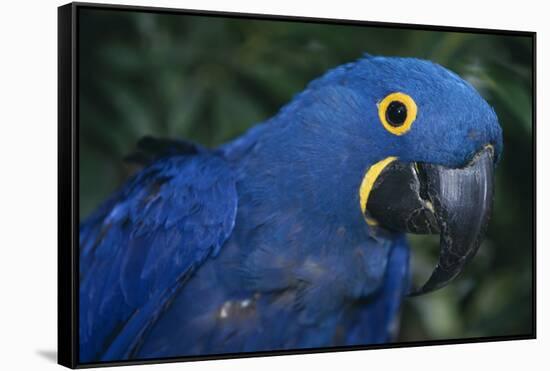 Hyacinth Macaw-DLILLC-Framed Stretched Canvas