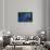 Hyacinth Macaw-DLILLC-Stretched Canvas displayed on a wall