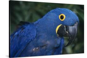 Hyacinth Macaw-DLILLC-Stretched Canvas