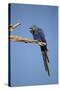 Hyacinth Macaw-Joe McDonald-Stretched Canvas