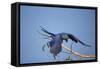 Hyacinth Macaw-Joe McDonald-Framed Stretched Canvas